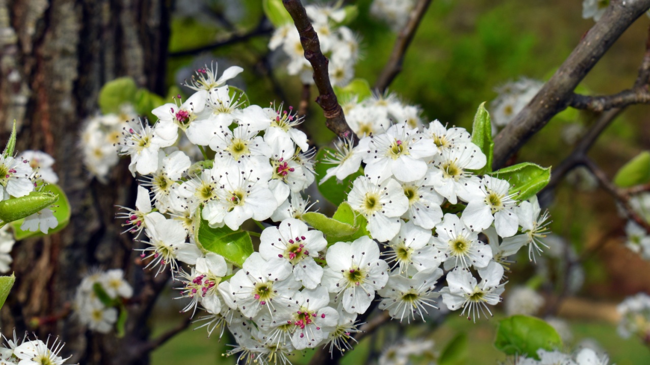 Detail of the flowers of Callery pear (Pyrus calleryana). It is an endemic species of China and Vietnam.