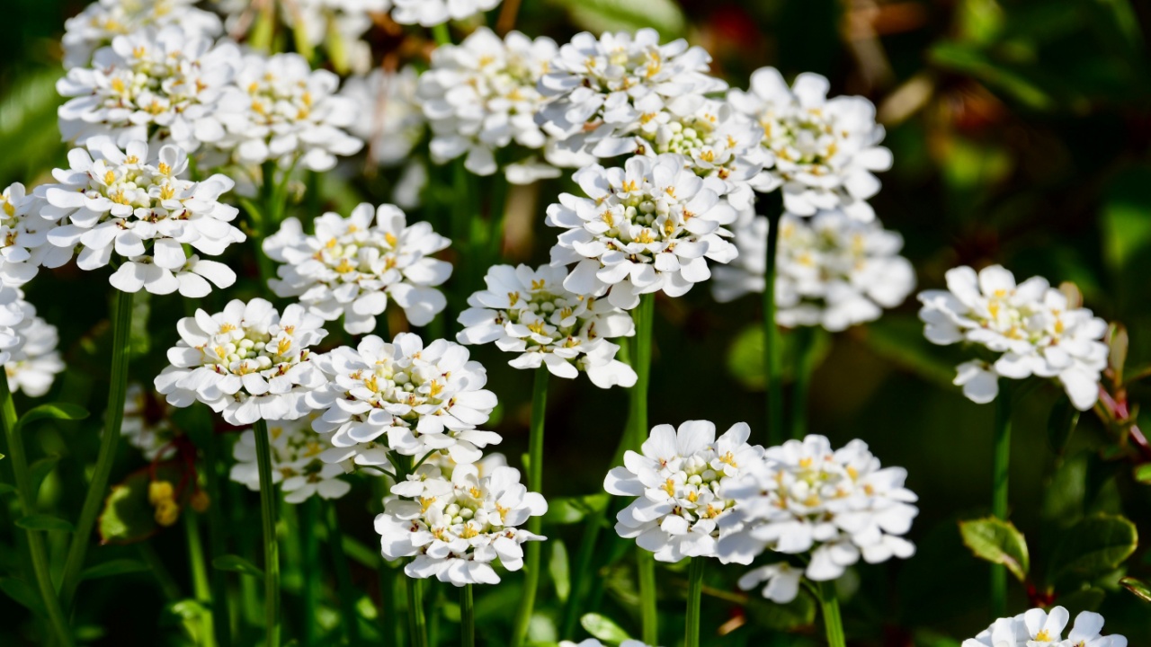 White blooming flower (Iberis sempervirens) seen in early spring. 