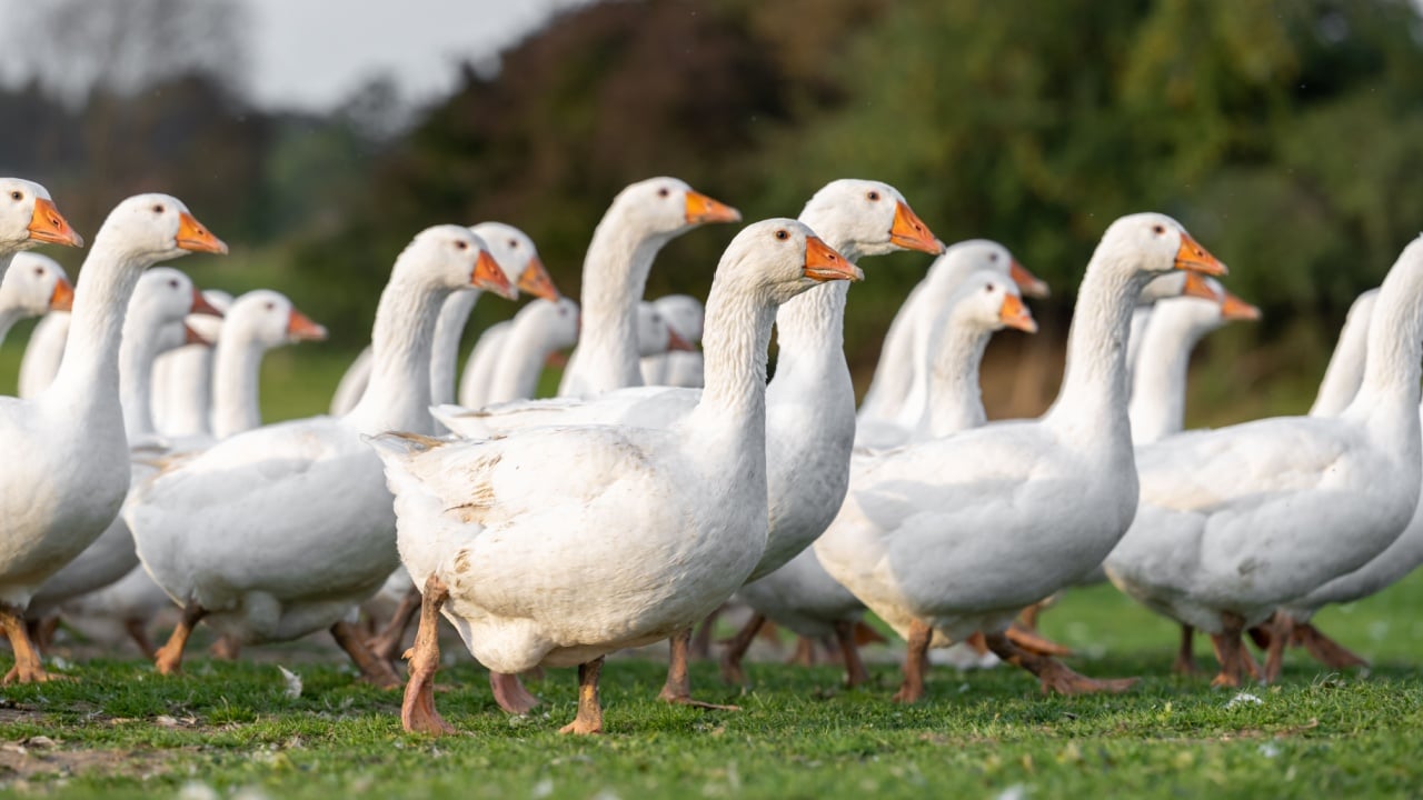 Many white fattening geese on a meadow