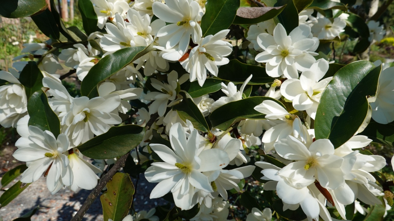 The Sweetbay Magnolia has glistening dark green leaves with a silver underside that has a frosted appearance.