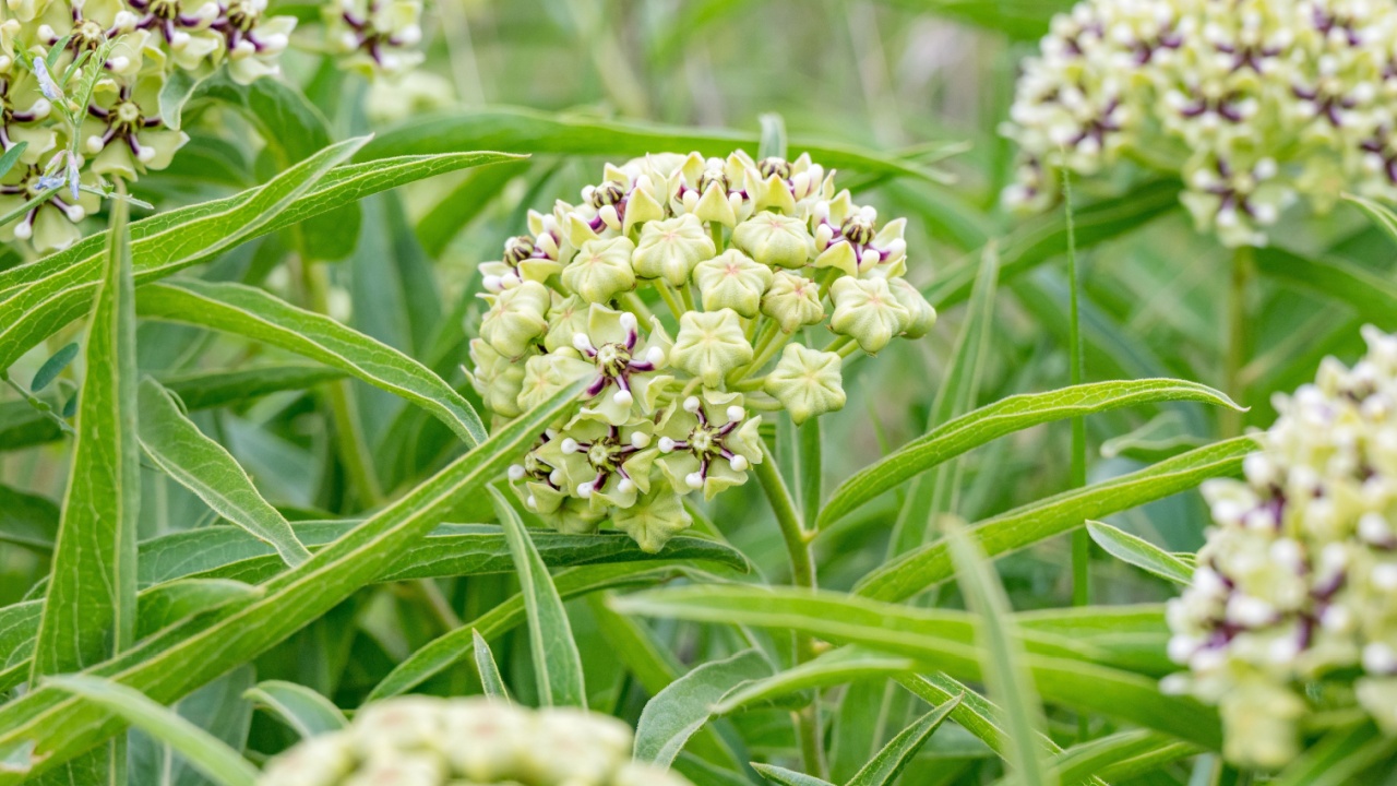 A close-up from a meadow in Texas where Green antelopehorn, Asclepias viridis, grows in profusion.
