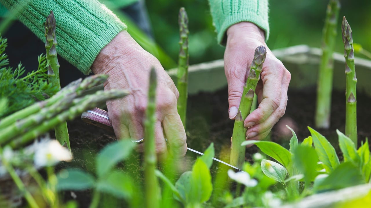 Woman cutting green asparagus in the garden