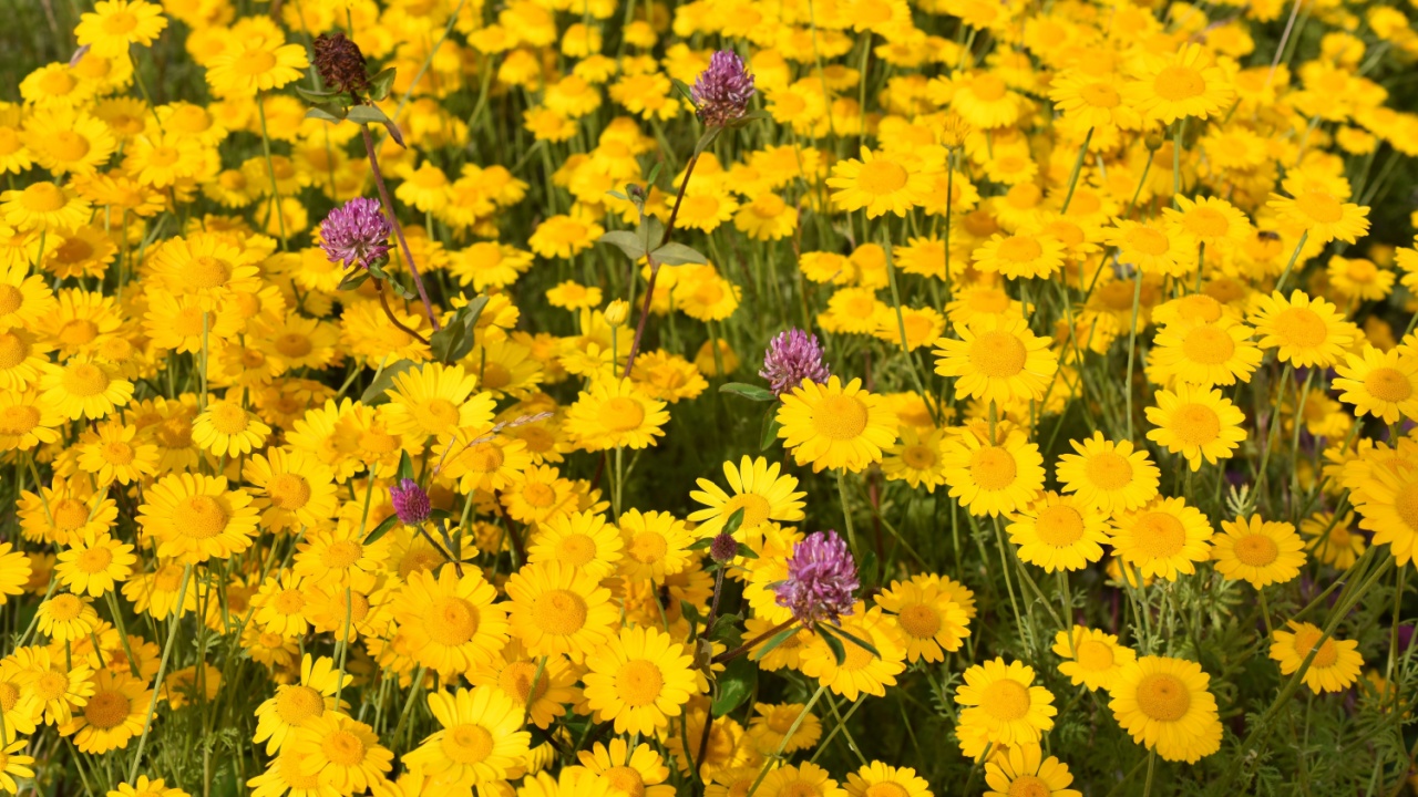 Big field of golden marguerite Anthemis tinctoria with red clover in between