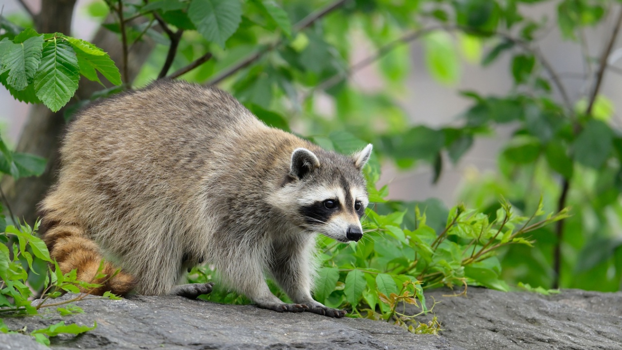 Beautiful young raccoon with yellow ring tail looking for food in New York City in summer