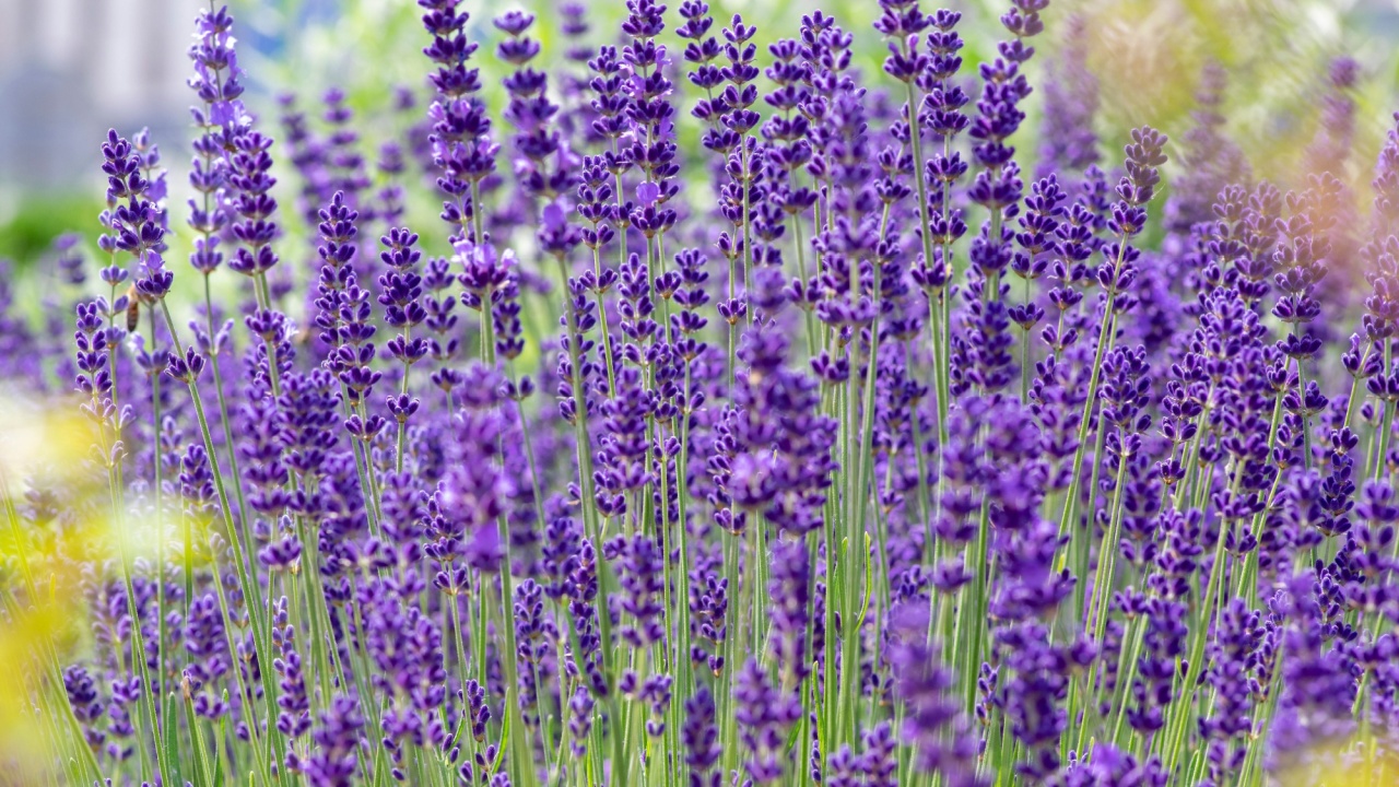 Lavandula angustifolia bunch of flowers in bloom, purple scented flowering bouquet of smelling beautiful plants