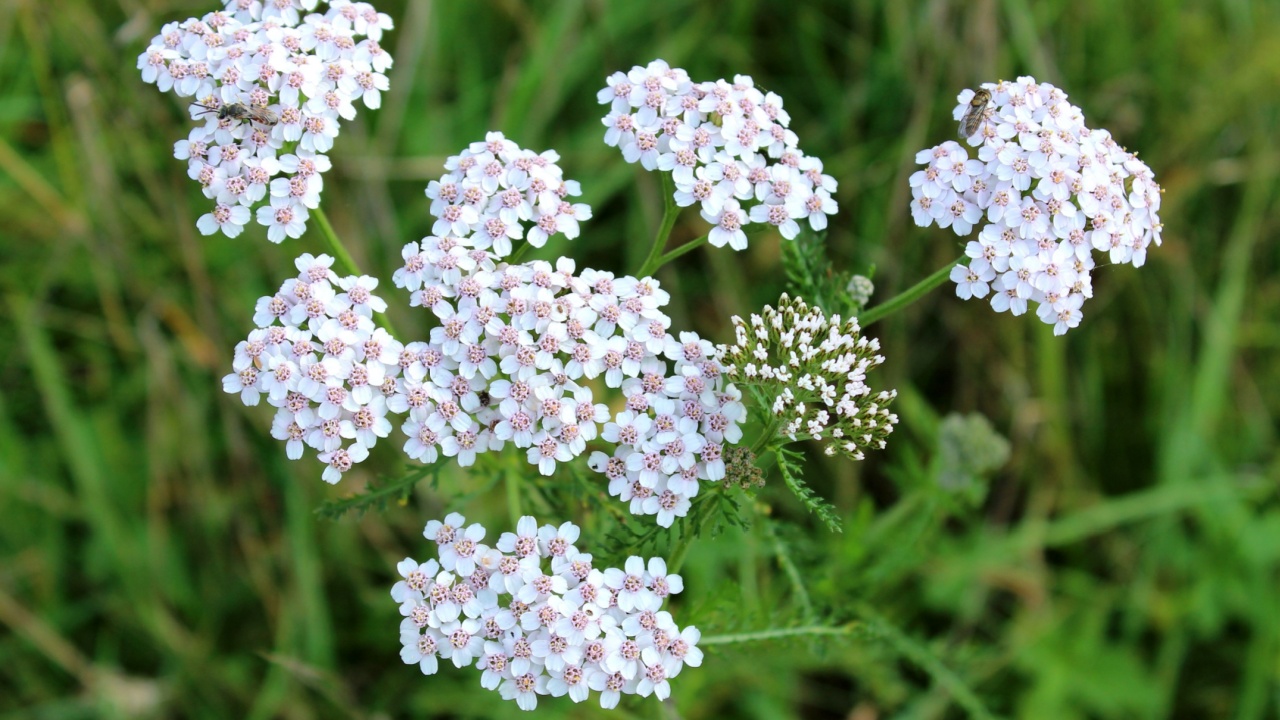 common yarrow achillea millefolium with fly Tachina fera