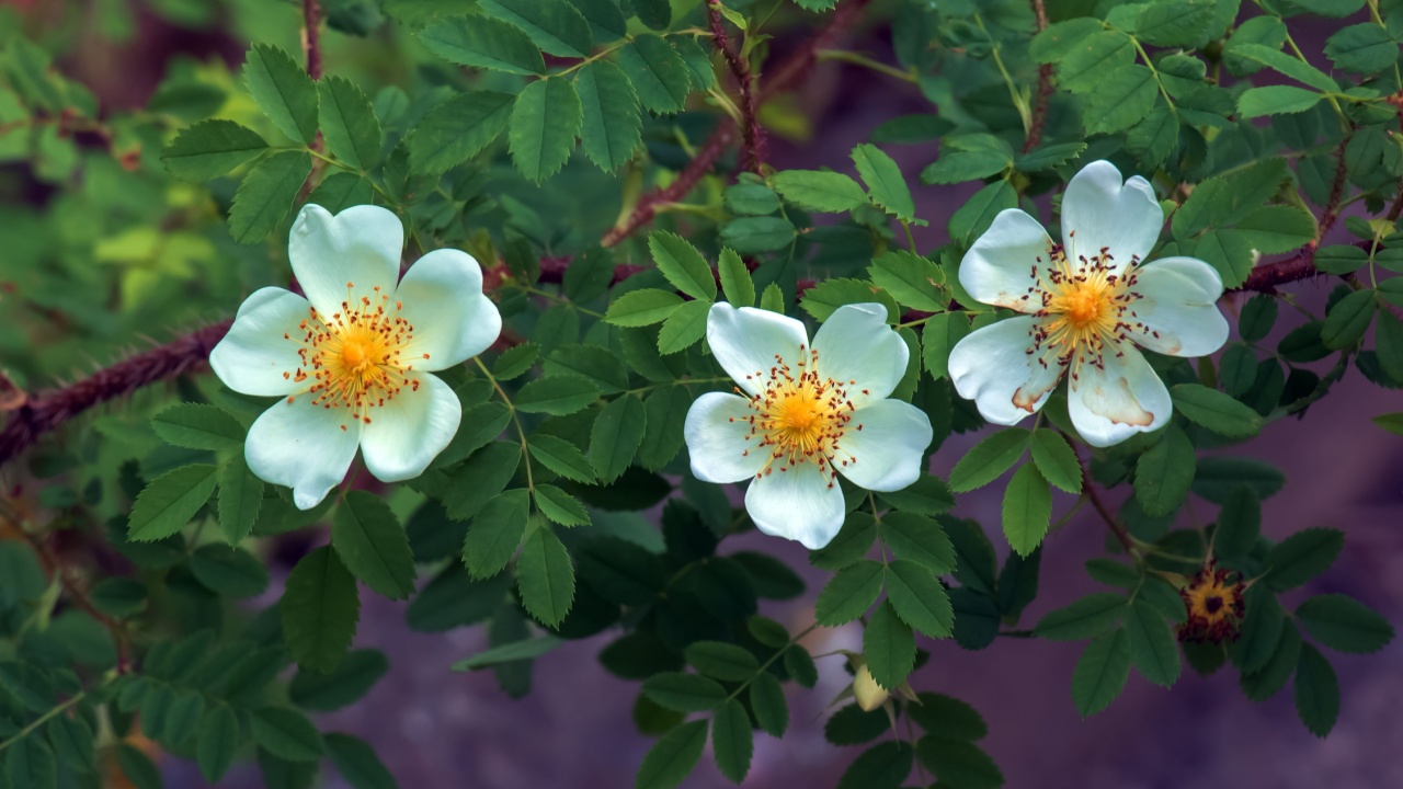 Rosa spinosissima L, Rosa pimpinellifolia, the rosehip bush grows and blooms in the garden in summer