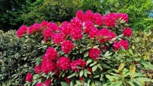 Red rhododendron flowers blooming in the spring garden.