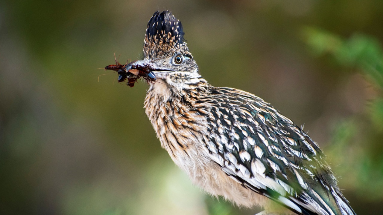mother roadrunner with food for her babies