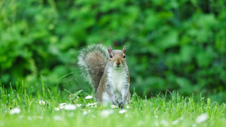 Cute Squirrel in Grass Seeking Food at Wardown Public Park of Luton, England UK