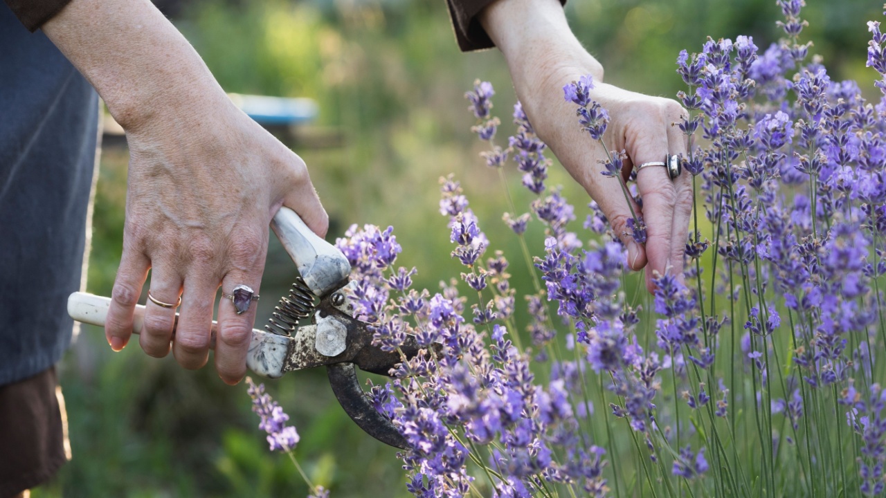 girl pruning lavender bush in the garden