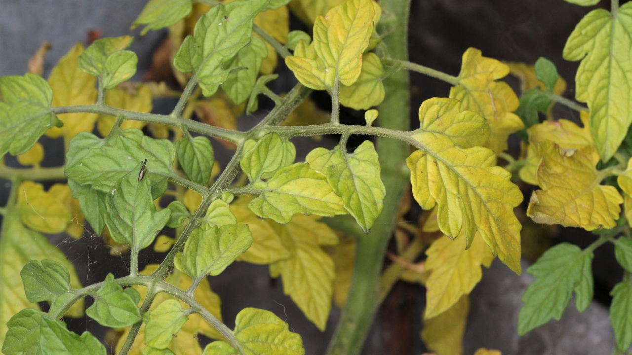 Tomato plant with leaves turning yellow. Plant problem