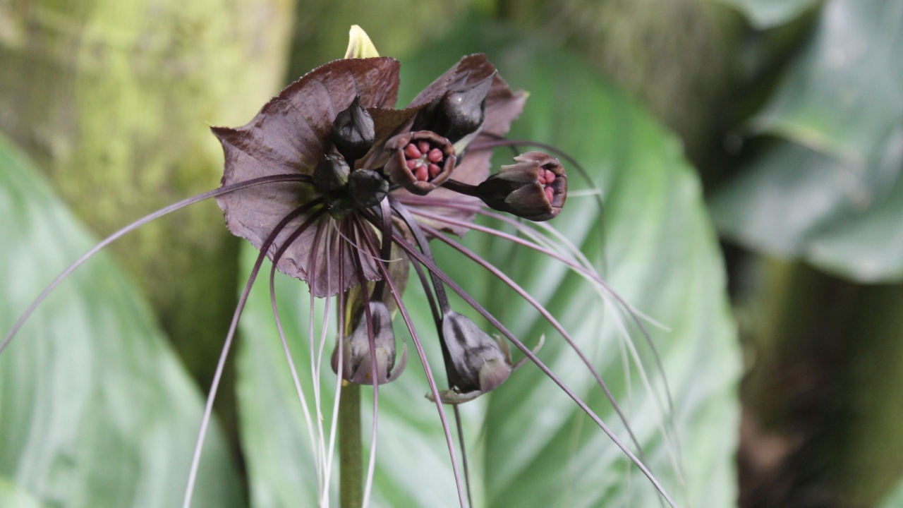 Heart-leaf milkweed, Asclepias cordifolia. Purple color flower