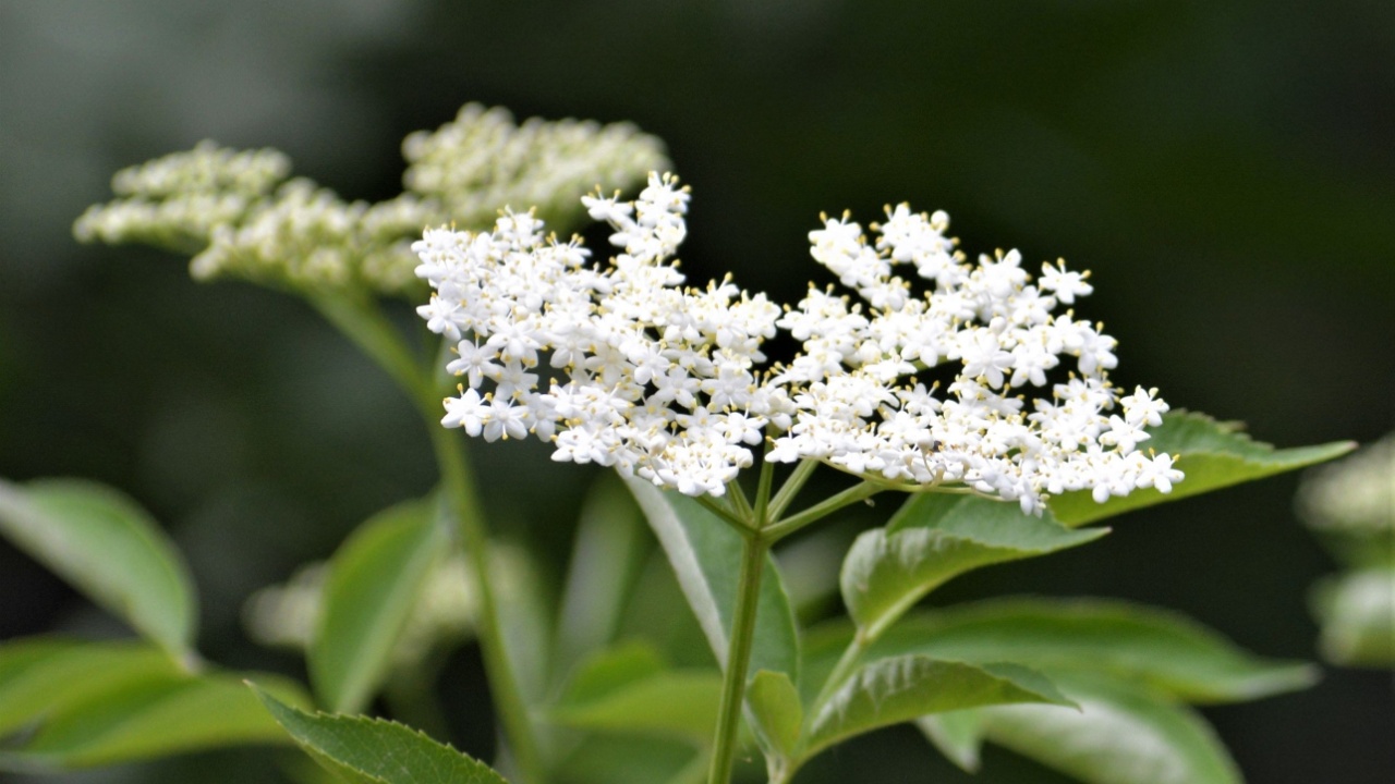 Conium maculatum, colloquially known as hemlock, poison hemlock or wild hemlock, is a highly poisonous biennial herbaceous flowering plant in the carrot family Apiaceae