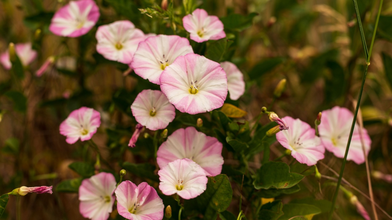 Group of pink field bindweed blossoms (Convolvulus arvensis)