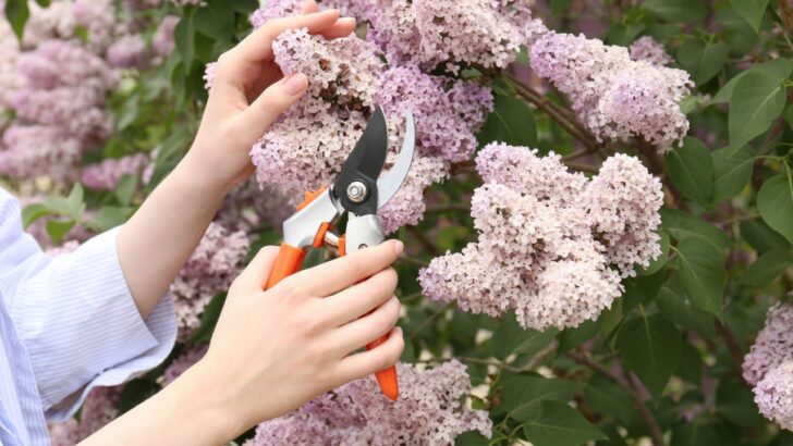 Timing is Important: 12 Plants You Should Prune in July (Before It’s Too Late)