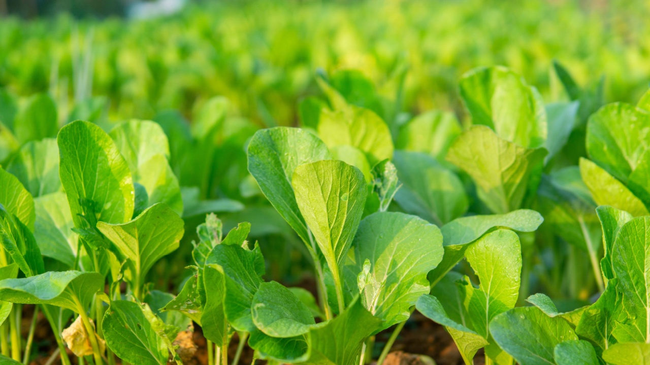 Caisim or green mustard grows in the fields. one of the popular leaf vegetables in Indonesia