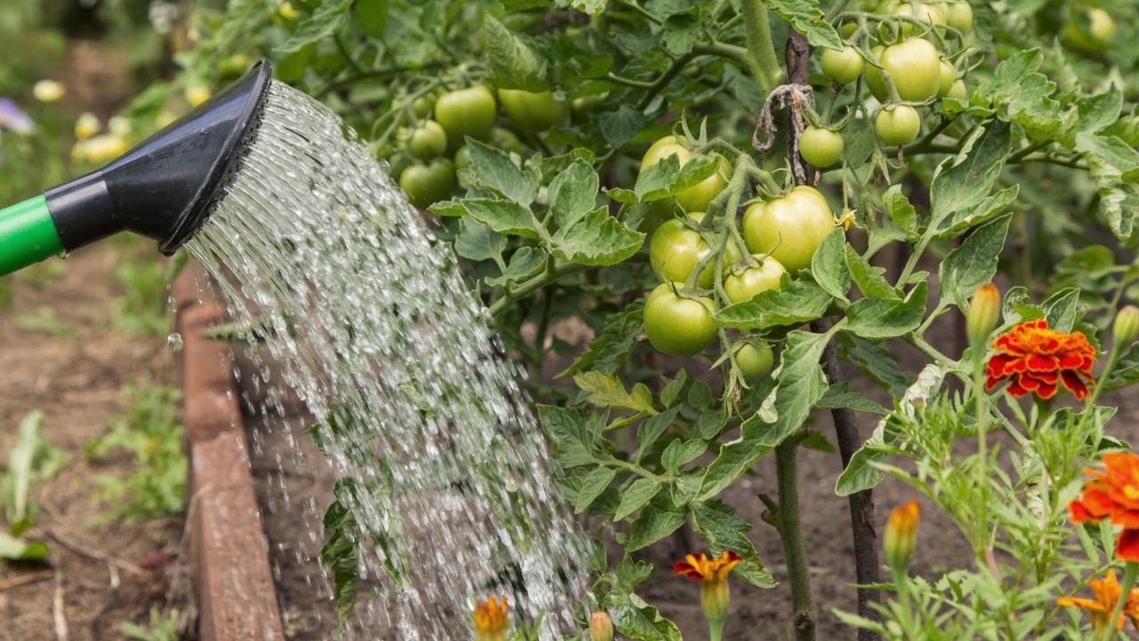 Watering from watering can with water vegetables, tomato plant with green tomatoes on garden bed in garden close up