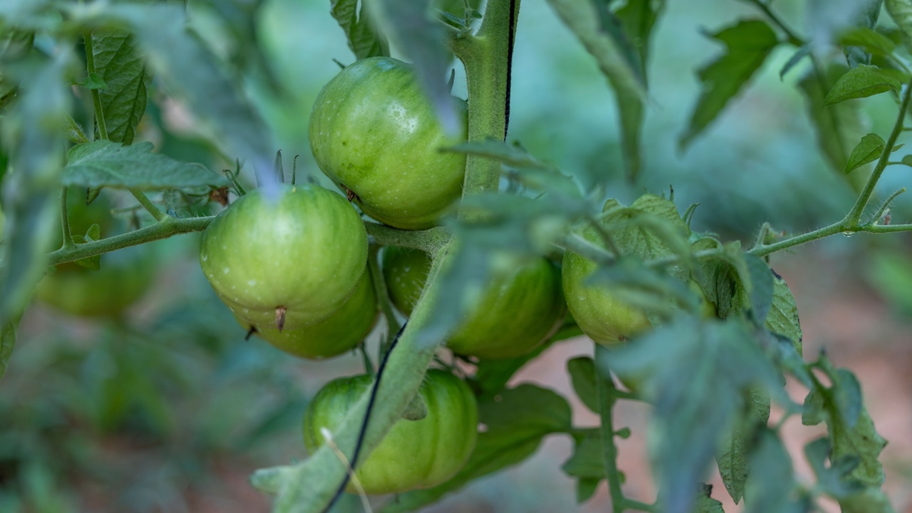 A group of un ripe green Cherokee Purple tomatoes growing on a vine on a farm