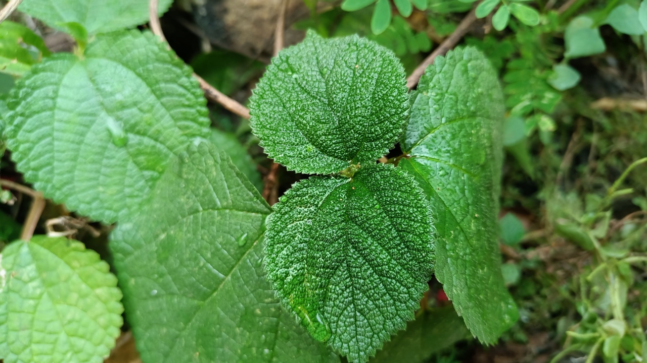 Gympie-gympie is a leafy plant
