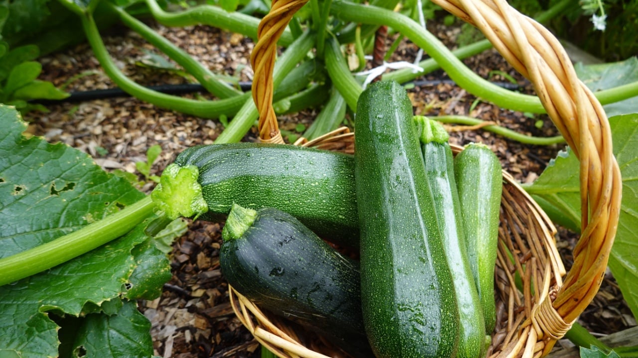 harvest zucchini in the backyard garden. collect zucchini. calabin harvest in basket