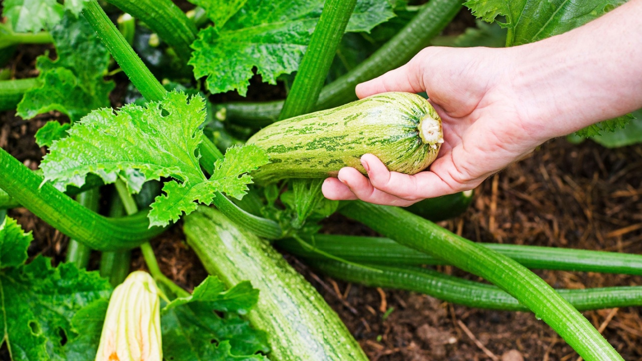 Picking zucchini plant. Hand picking zucchini. Concept vegetables. Harvesting zucchini