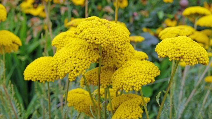 15 Native Wildflowers That Can Thrive in Your Garden This Summer