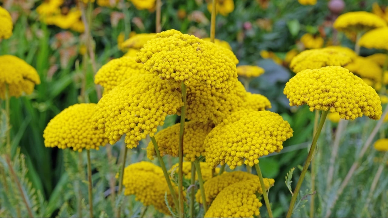 Achillea, or yellow Golden Yarrow, in flower.