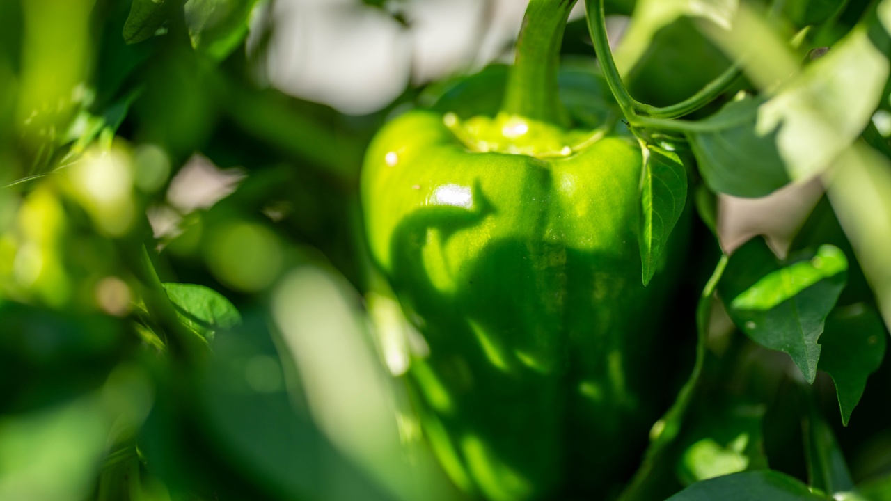 capsicum plant in vegetable garden in australia in spring