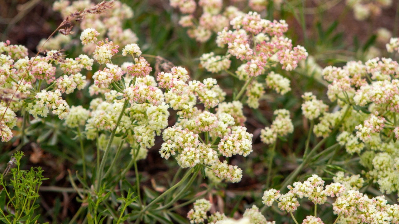 Parsnip Flower Buckwheat, City of Rocks National Reserve (Almo, Idaho)