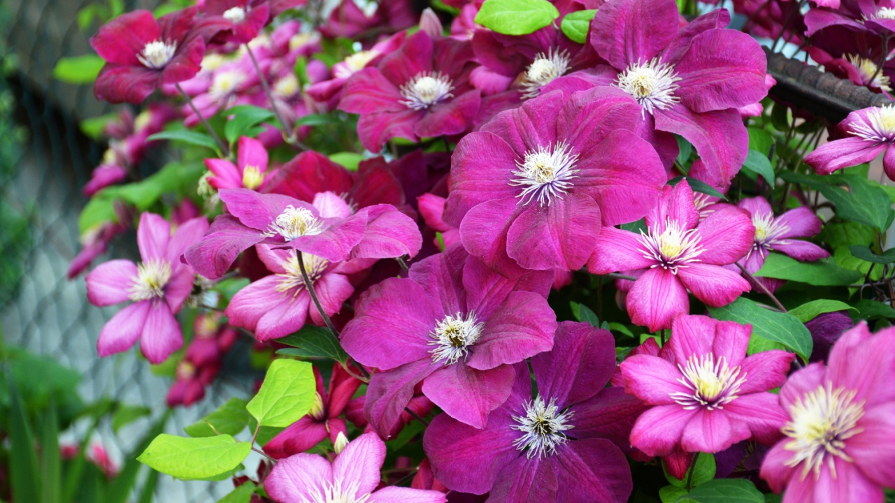 Clematis flowers blooming in the garden. Floral background