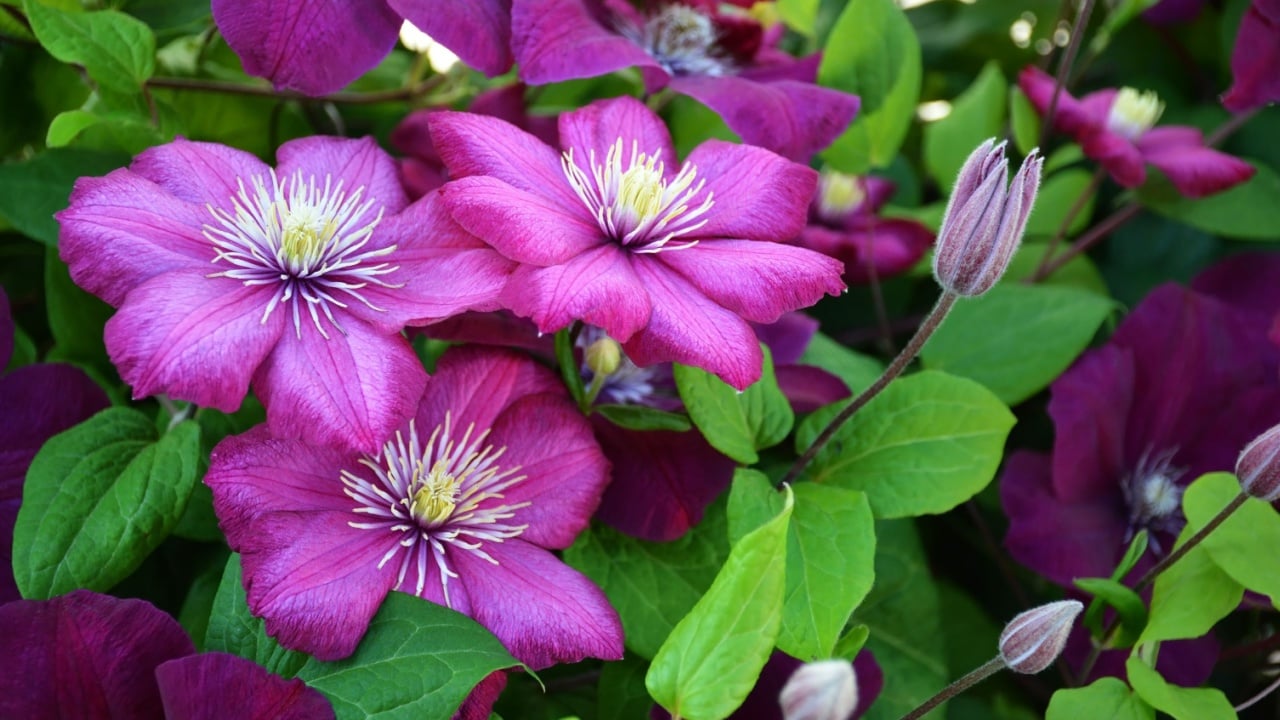 Clematis flower plant blooming in the garden