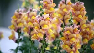 Yellow colored Snapdragon (Antirrhinum majus) flowers in bloom.