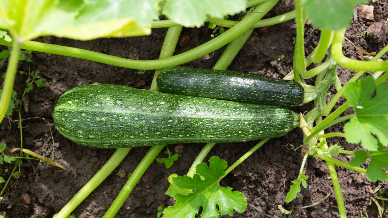 Homegrown zucchini in the vegetable garden