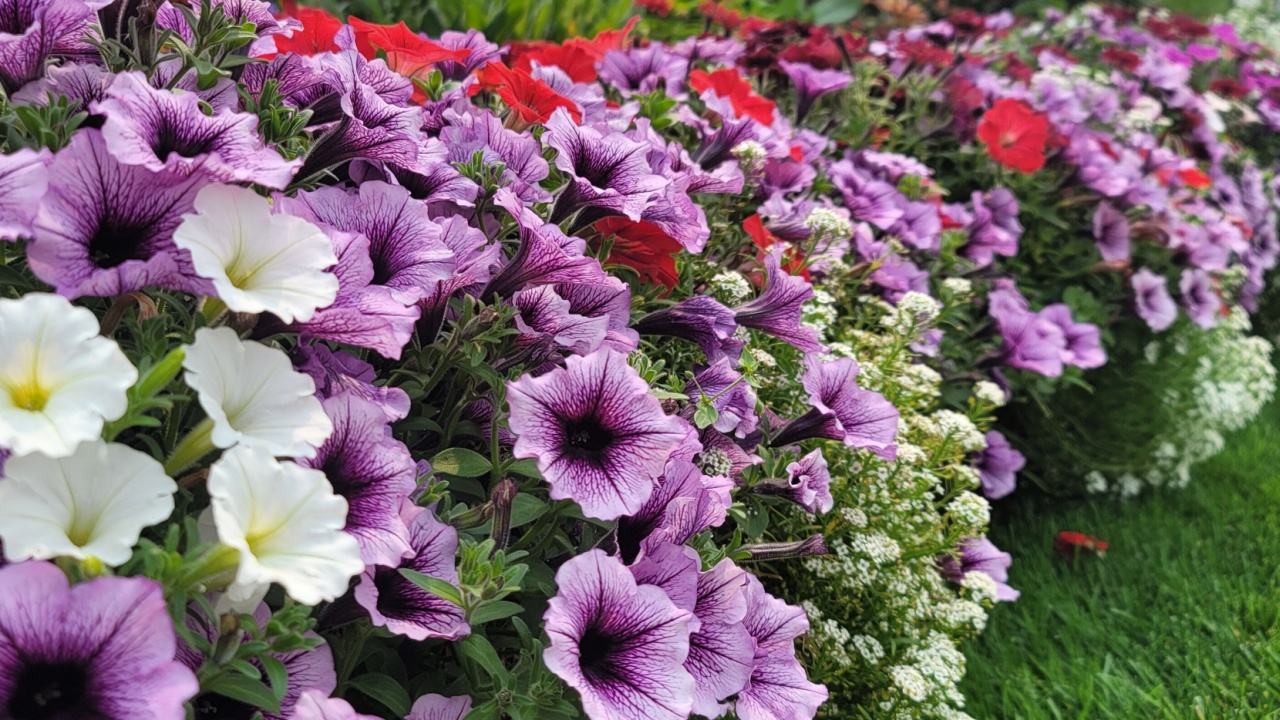 Petunia flower, Beautiful petunia in all difference colors in the garden