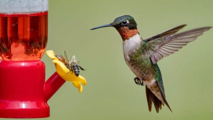 14 Predators and Pests to Keep Away from Hummingbird Feeders