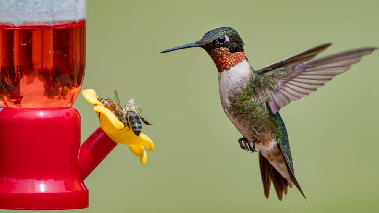 Male Ruby Throated Hummingbird Hovering Near Nectar Feeder Where Bees are Also Feeding