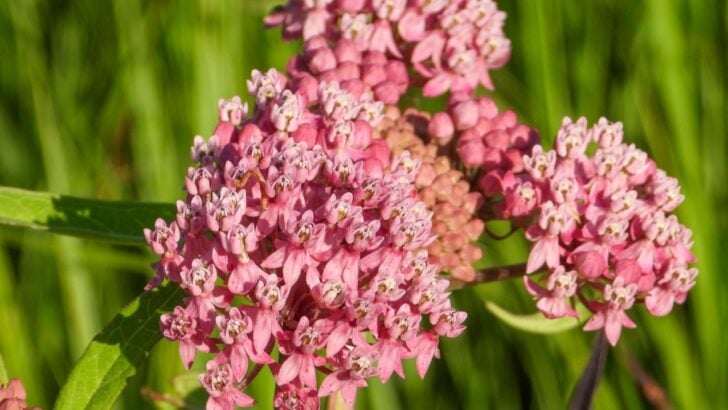 12 Beautiful Native Wildflowers for an Easy Garden Blueprint