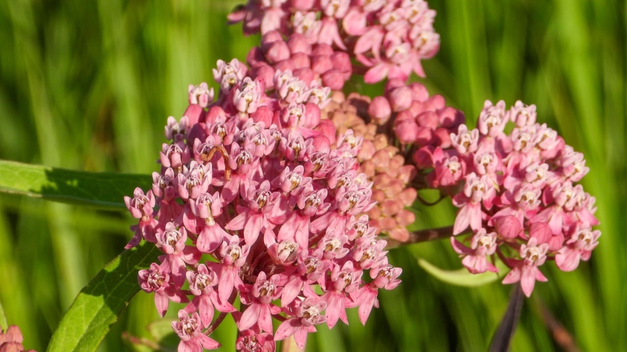 Asclepias incarnata (Swamp Milkweed) Native North American Wetland Wildflower