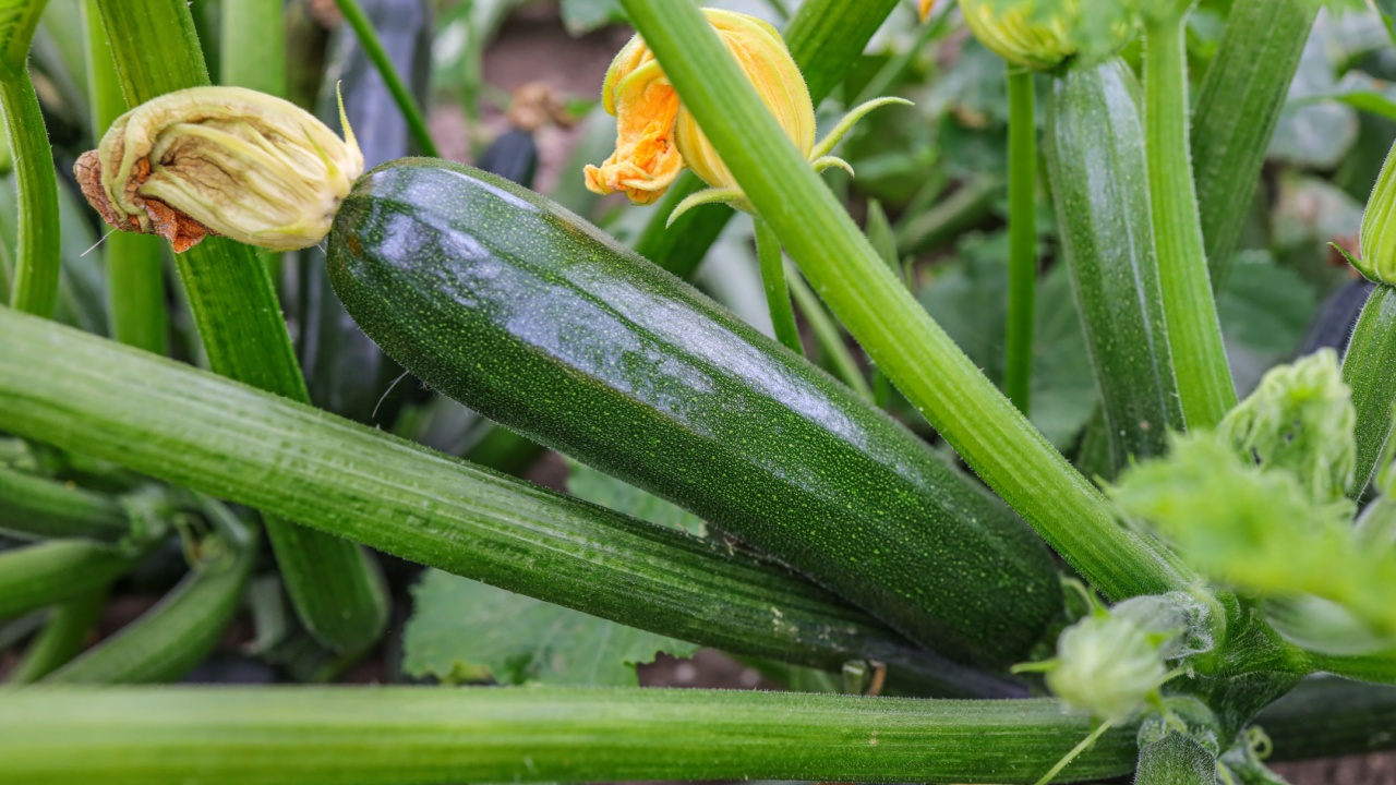 Green zucchini with yellow flower in the field. The zucchini courgette or baby marrow (Cucurbita pepo) is a summer squash.