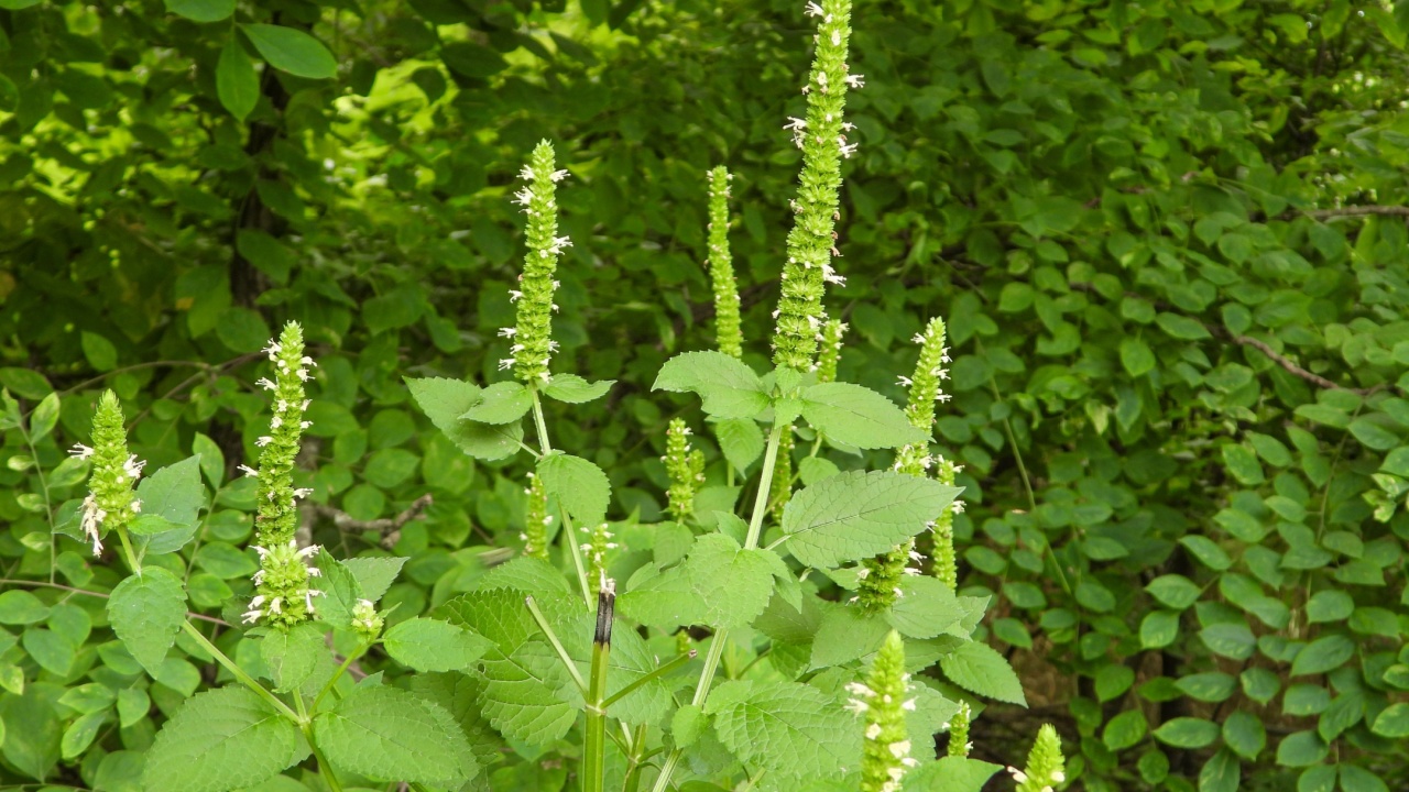 Agastache nepetoides (Yellow Giant Hyssop) Native North American Wildflower