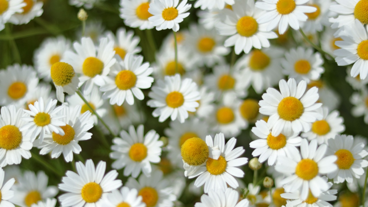 Matricaria chamomilla. Wild flower Matricaria Recutita in summer meadow. Beautiful blooming medical chamomiles in fild. Herbal medicine, aromatherapy concept. daisy flower