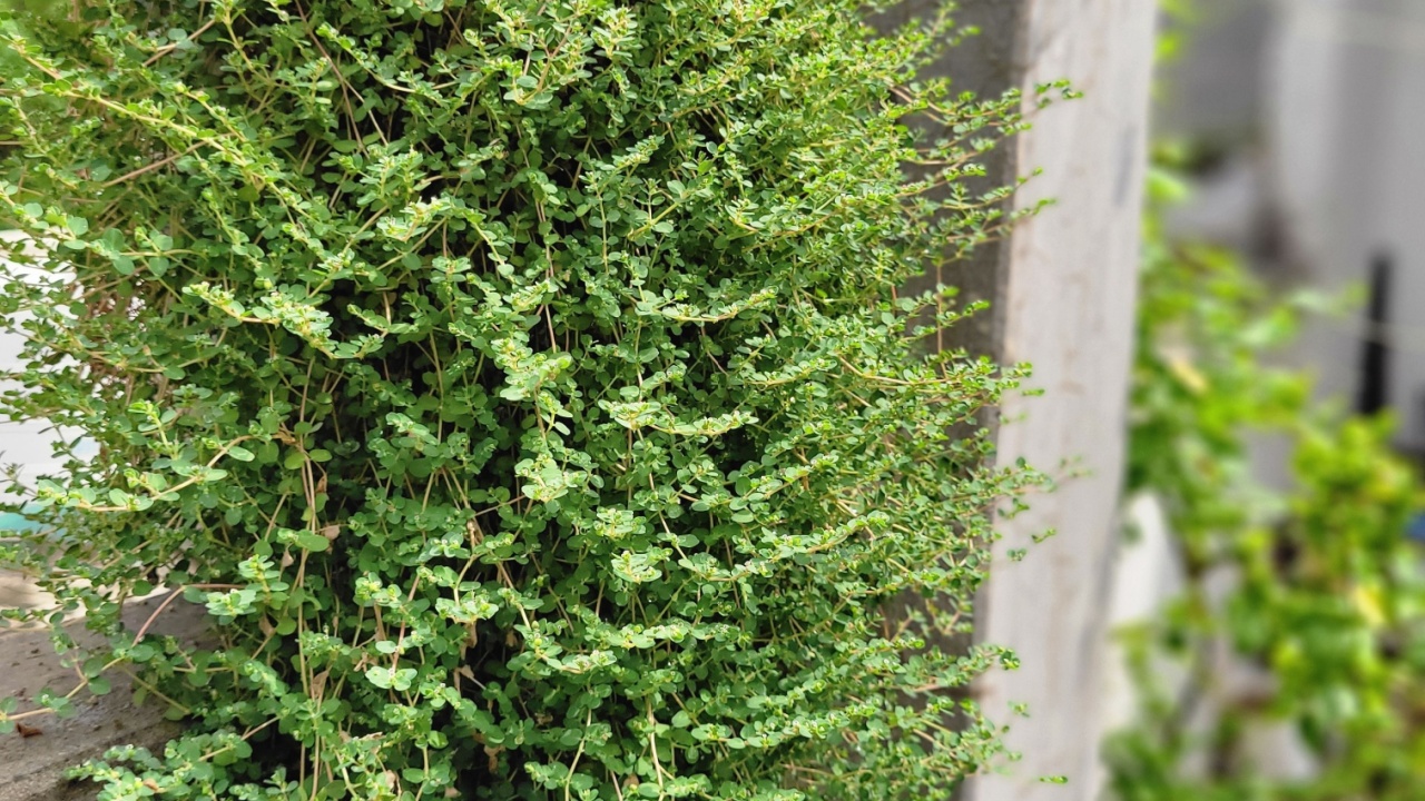 Thymus pseudolanuginosus - commonly called woolly thyme