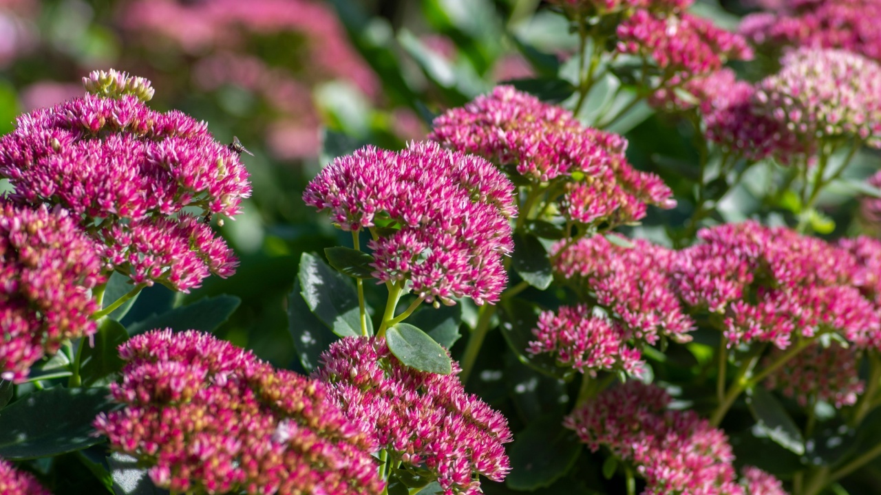 Hylotelephium sedum spectabile autumnal purple flowering ornamental plant, beautiful autumn joy stonecrop flowers in bloom, green leaves