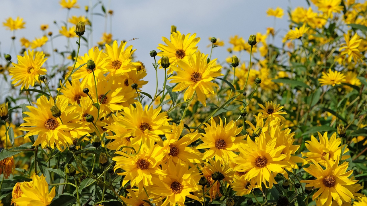 Helianthus laetiflorus, the cheerful sunflower or perennial sunflower in flower.