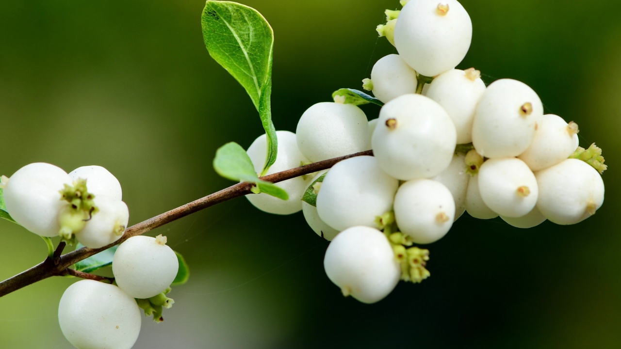 Snowberries seen in early fall (Symphoricarpos albus).