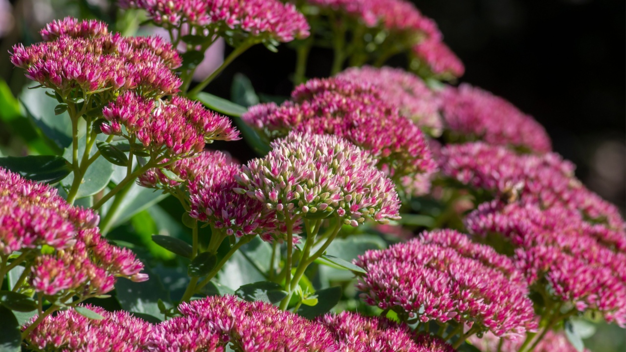 Hylotelephium sedum spectabile autumnal purple flowering ornamental plant, beautiful autumn joy stonecrop flowers in bloom, green leaves