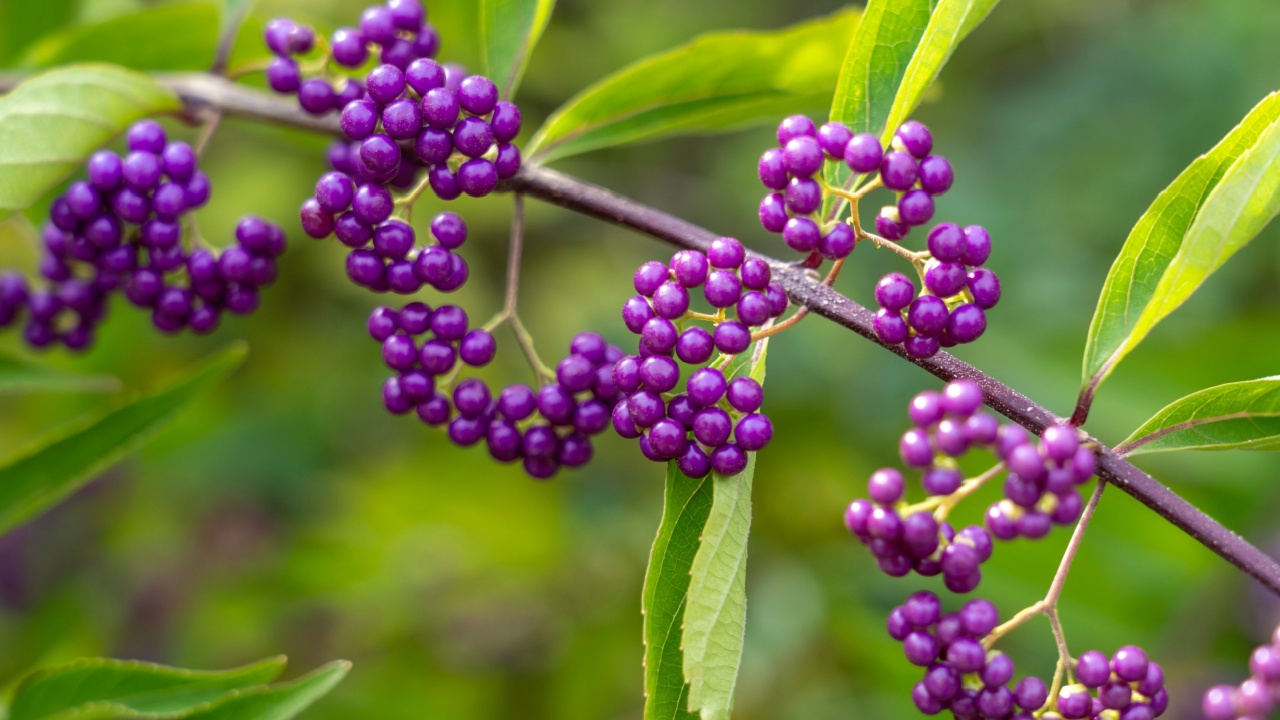Purple beautyberry (Callicarpa dichotoma) fruits. The purple beautyberry or early amethyst is a species of beautyberry. 