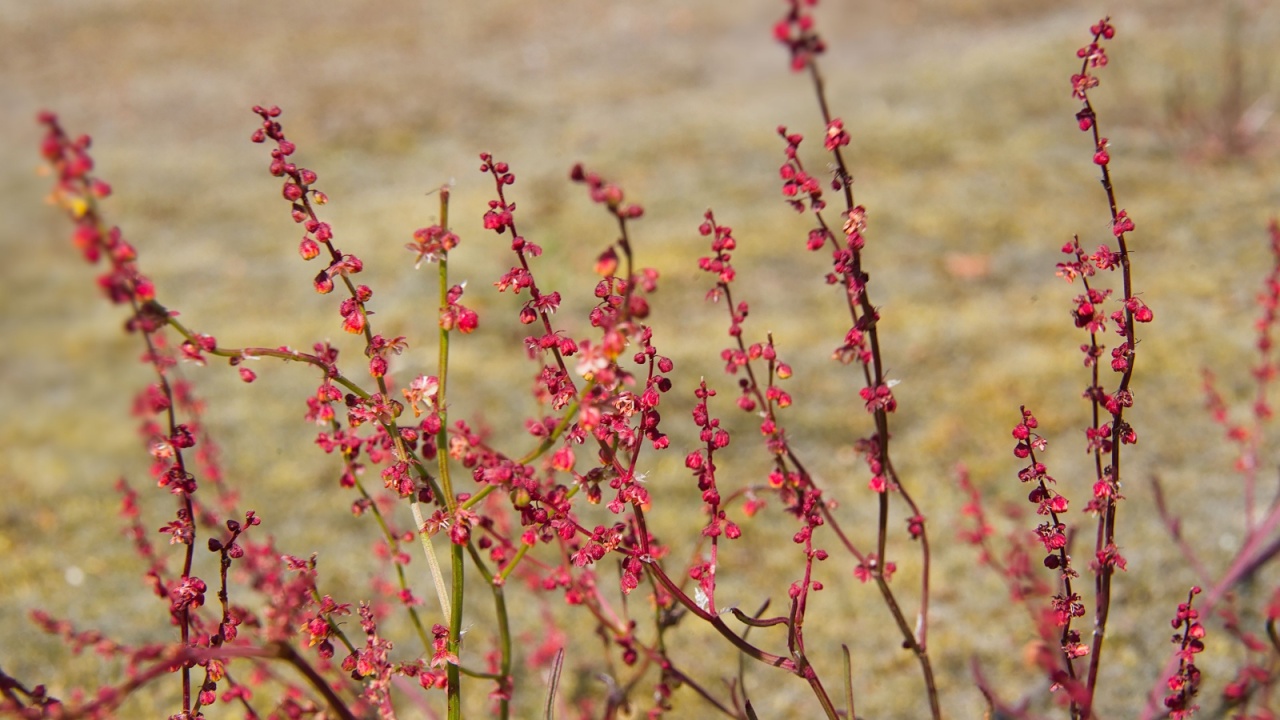 loseup of the tiny flower of Sheep's sorrel - Rumex acetosella