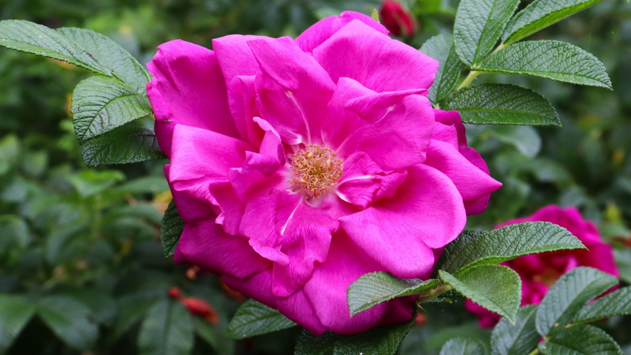 Pink rugosa rose (Rosa rugosa) flower